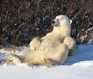 Rezumat Fram Ursul Polar